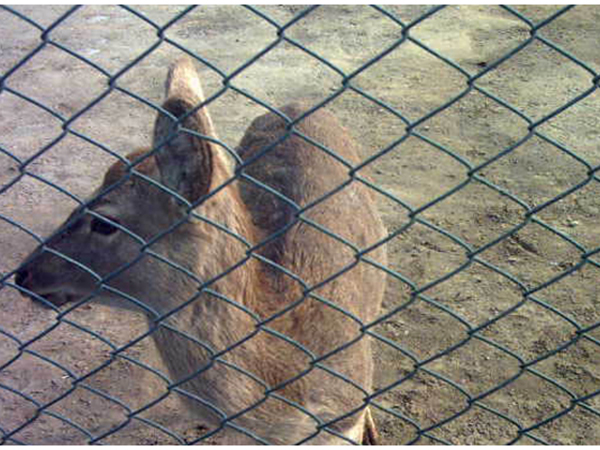 養(yǎng)殖圍欄網(wǎng)圖片2