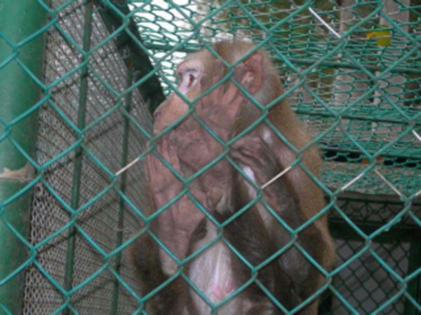 動物園防護柵欄