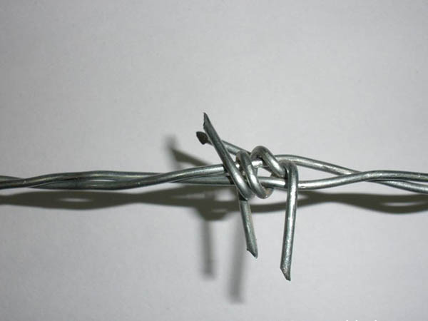 安徽鐵蒺藜圖片4